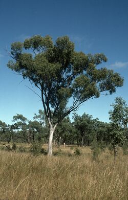 Eucalyptus persistens.jpg