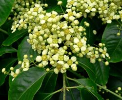 Euonymus carnosus flower 2.jpg