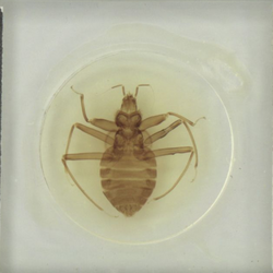 Female Primicimex Specimen.png