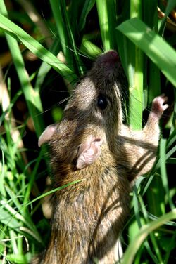 Field rats infesting rice plants (11058917815).jpg