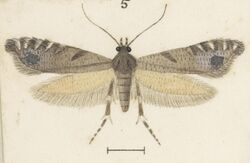 Fig 5 MA I437895 TePapa Plate-XXXIV-The-butterflies full (cropped).jpg