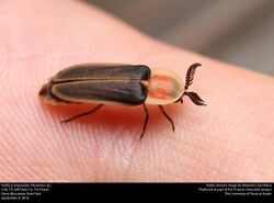 Firefly (Lampyridae, Pleotomus sp.) (29964887062).jpg
