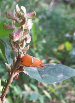 Flemingia macrophylla.jpg