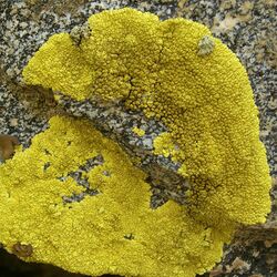 Gold Cobblestone Lichen (1246287349).jpg