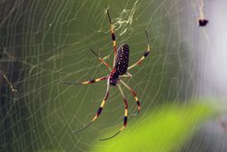 Golden silk orb-weaver spider Nephila clavipes) female.jpg