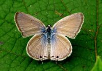 Gram Blue Euchrysops cnejus UP by kadavoor.jpg