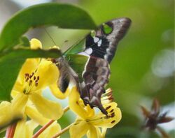 Graphium weiskei (Purple Spotted Swallowtail) (48687240481).jpg