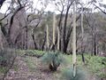 Grass tree (xanthorrhoea australis).JPG