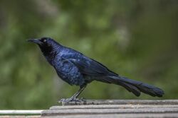 Great-tailed grackle (Quiscalus mexicanus mexicanus) male Copan.jpg