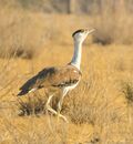 Great Indian Bustard from DNP (cropped).jpg