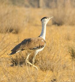 Great Indian Bustard from DNP (cropped).jpg