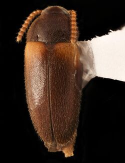 Hallomenus scapularis, dorsal, Turkey Run, Fairfax Co., VA 2018-07-10-16.14.20 ZS PMax UDR (28606334257).jpg