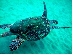 Photo of turtle swimming in shallow, green water