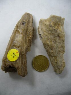 Hippurites sp.1 - Cretacico superior.JPG