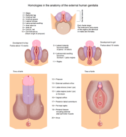 Human genitalia - development 1.png