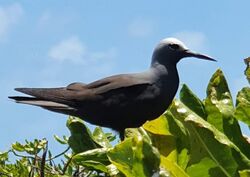 Ile du Sud, St, Brandon, Cargados Carajos Islands - images of fauna and flora in 2019 14.jpg