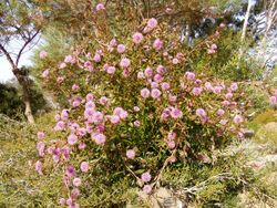 Isopogon cuneatus 01.jpg