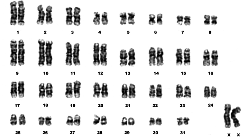 File:Karyotype of nine-banded armadillo.png