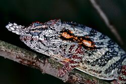 Lesser Chameleon (Furcifer minor) male (7641365430).jpg