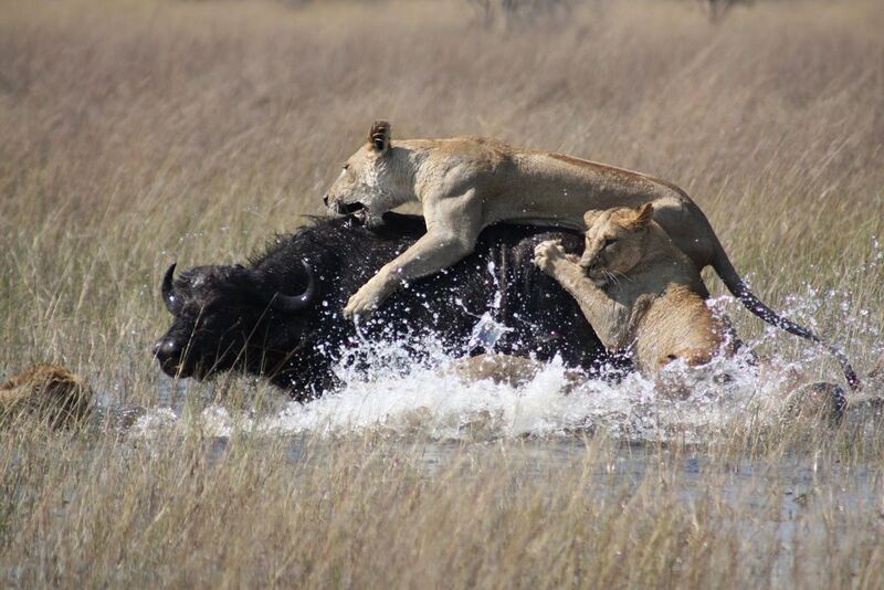 File:Lions hunting Africa.jpg
