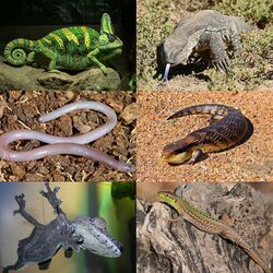 Lizard Collage.jpg