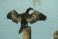 Long-tailed Cormorant - Gambia (31808209174).jpg
