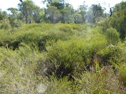 Melaleuca acutifolia (habit).JPG