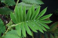 Melianthus major Leaf Top 3008px.jpg