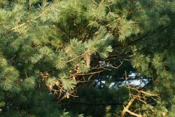 Mexican White Pine.jpg