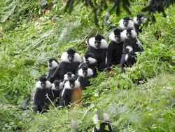 Multi-male unit of Rwenzori colobus in Nyungwe .jpg