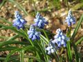 Muscari chalusicum - Flickr - peganum.jpg