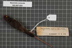 Naturalis Biodiversity Center - RMNH.AVES.133885 1 - Myzomela vulnerata (S. Muller, 1843) - Meliphagidae - bird skin specimen.jpeg