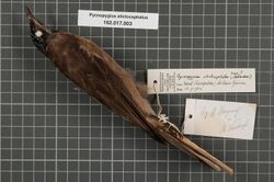 Naturalis Biodiversity Center - RMNH.AVES.42655 1 - Pycnopygius stictocephalus (Salvadori, 1876) - Meliphagidae - bird skin specimen.jpeg