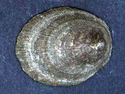 Naturalis Biodiversity Center - RMNH.MOL.136063 - Nipponacmea concinna (Lischke, 1870) - Lottiidae - Mollusc shell 2.jpeg