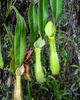 Nepenthes longiptera.jpg