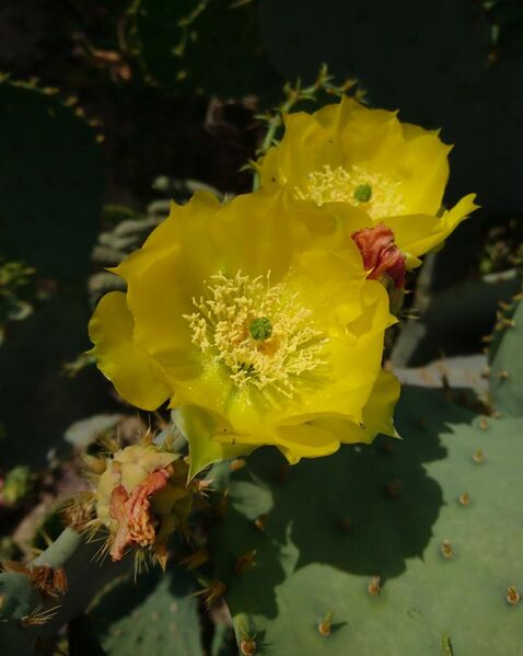 File:Opunita Cactus Behbahan.jpg
