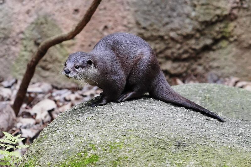File:Otter - melbourne zoo.jpg
