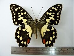 Papilio demoleus01.JPG