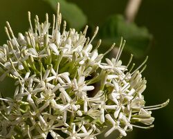 Pavetta crassicaulis flowers in Hyderabad W2 IMG 8710.jpg