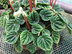 Peperomia caperata 1-OB9.jpg