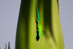 Phelsuma andamanense 002.jpg