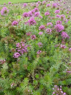 Phuopsis stylosa (Rubiaceae) plant.JPG