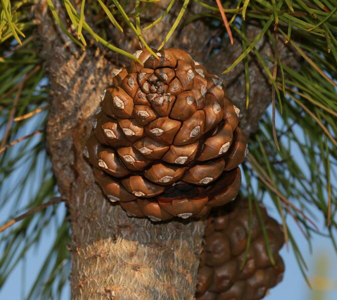 File:Pinus pinea - cone - Flickr - S. Rae.jpg