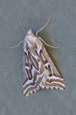 Plataea trilinearia – Sagebrush Girdle Moth (14580130172).jpg