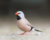Poephila acuticauda - Bird Walk.jpg