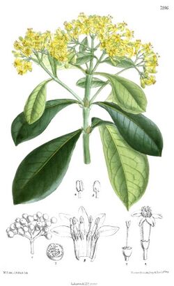 Psychotria capensis.jpg
