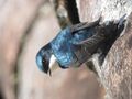 Pygochelidon cyanoleuca Golondrina blanquiazul Blue-and-White Swallow (11710253233).jpg