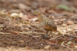 Red-backed Buttonquail - Springvale Road.jpg