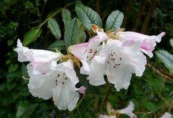 Rhododendron edgeworthii - Trebah Garden - Cornwall, England - DSC01304.jpg