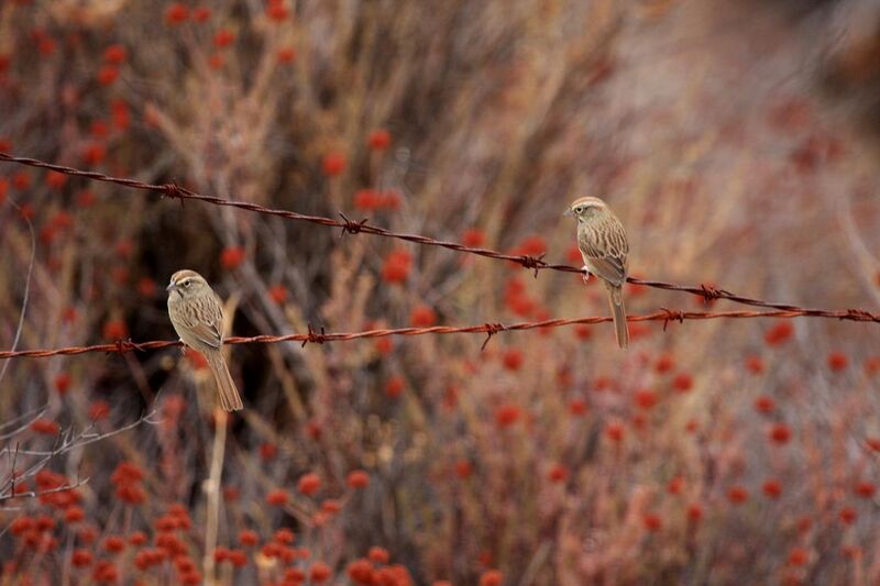 File:Rufous-crowned Sparrows.jpg